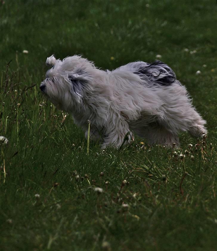 Tibetansk terrier Raahøj's Chhabi - Maj 09 billede 5