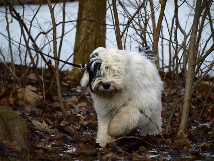 Tibetansk terrier Raahøj's Chhabi - Chhabi - 9. Februar 2009 billede 7