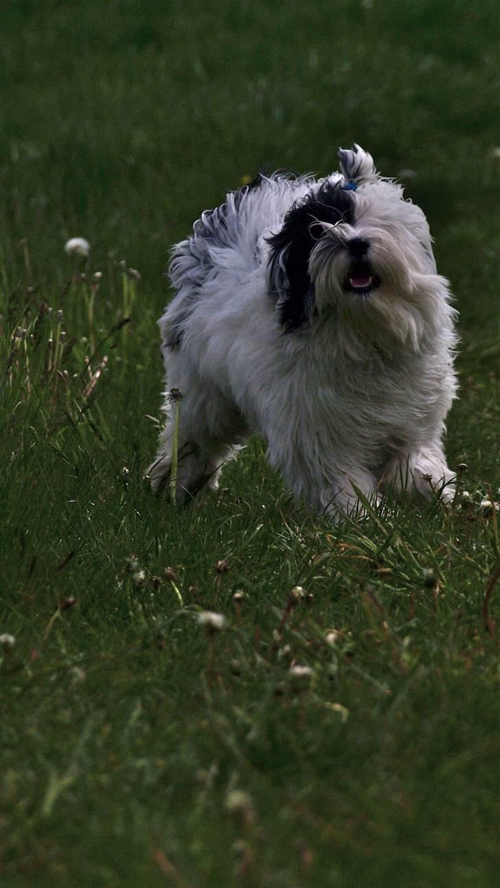 Tibetansk terrier Raahøj's Chhabi - Maj 09 billede 9