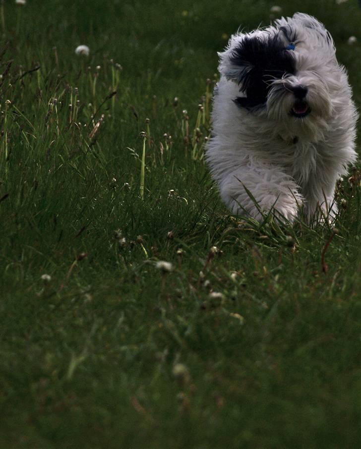 Tibetansk terrier Raahøj's Chhabi - Maj 09 billede 10