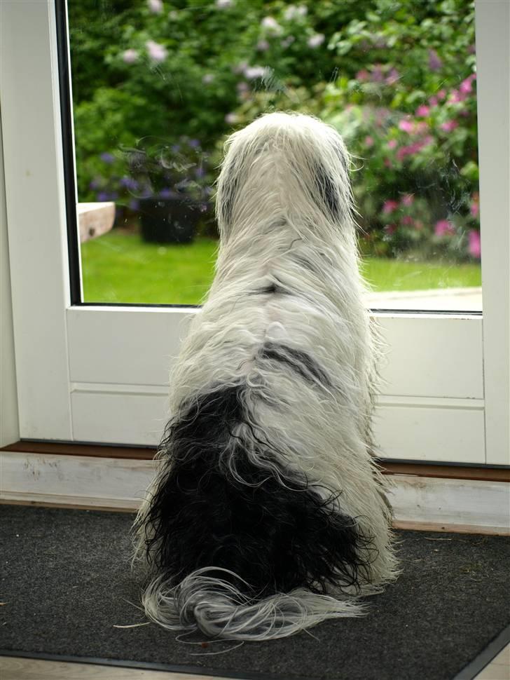 Tibetansk terrier Raahøj's Chhabi - Chhabi Maj 09    Efter er langt, og meget vådt bad! :) billede 12