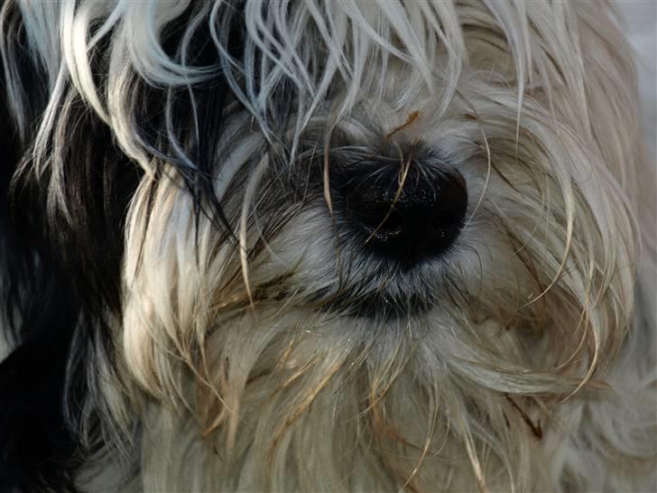 Tibetansk terrier Raahøj's Chhabi - Chhabi  Maj 09 billede 13