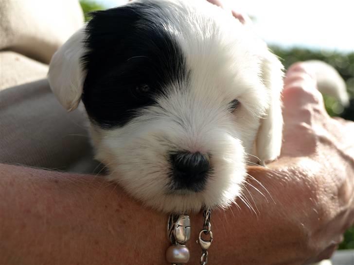 Tibetansk terrier Raahøj's Chhabi - Da vi var ovre og besøge Chhabi og hendes søskende. 6 uger gammel billede 14