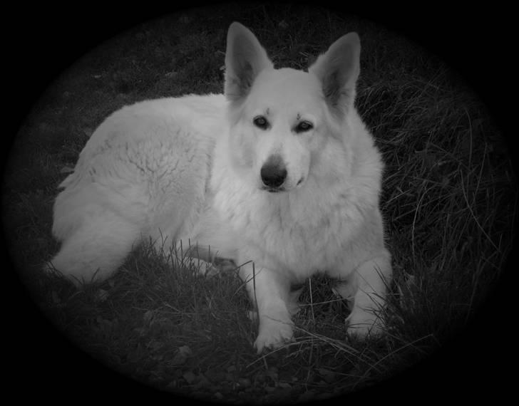 Hvid schæfer Anora princess of denmark - Mig Bianca som voksen billede 1