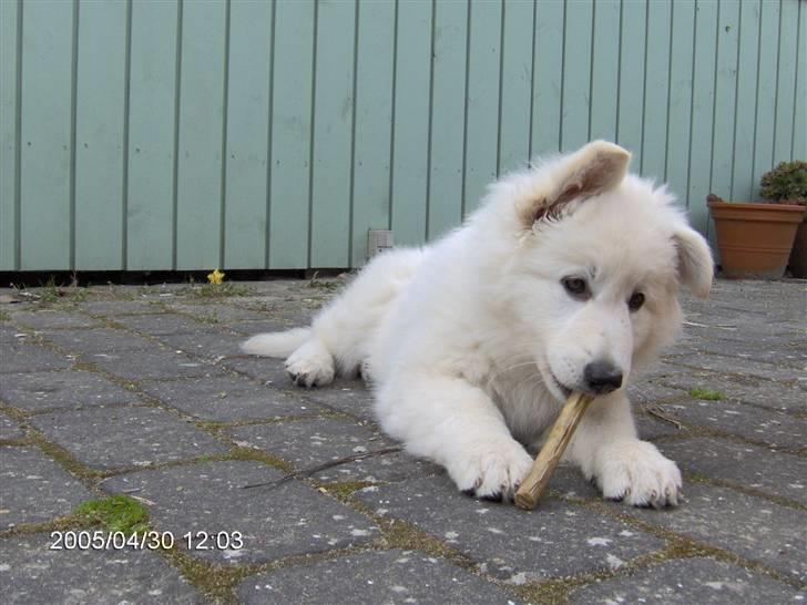 Hvid schæfer Anora princess of denmark - Her er jeg som hvalp - er jeg ikke bare lidt nuttet? billede 2