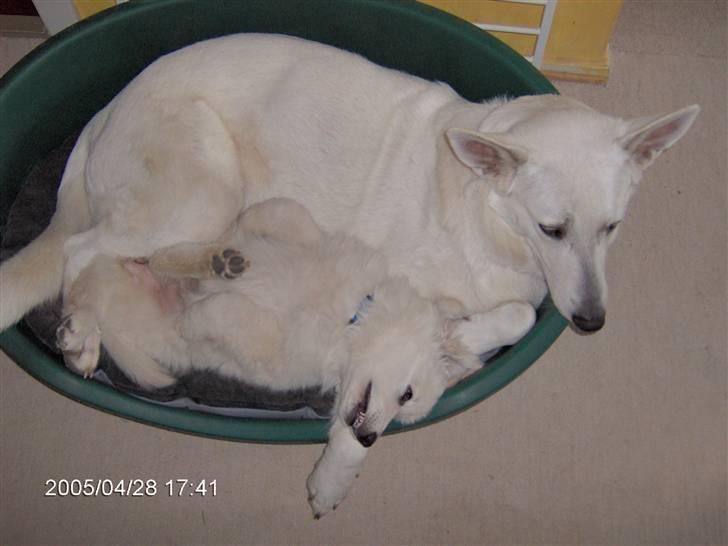 Hvid schæfer Anora princess of denmark - mig og hundestoresøster Sacha billede 3