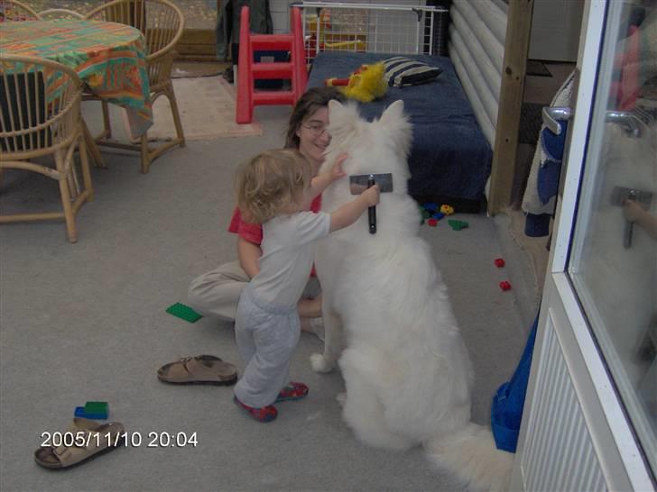 Hvid schæfer Anora princess of denmark - Frisører er små nu om stunder billede 4