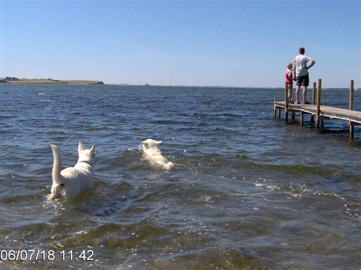 Hvid schæfer Anora princess of denmark - Sacha og jeg er vilde med vand billede 5