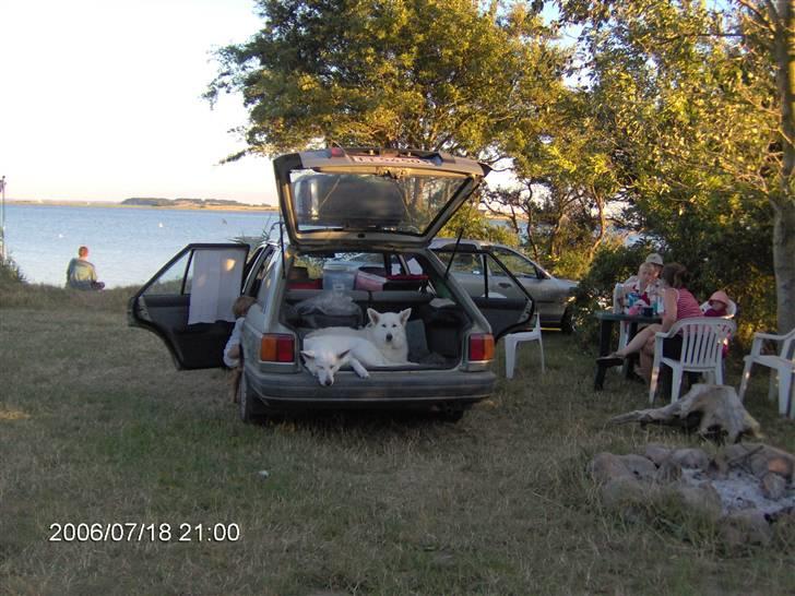 Hvid schæfer Anora princess of denmark - Ferietid- skønt med et hvil på tæppet bag i bilen billede 6