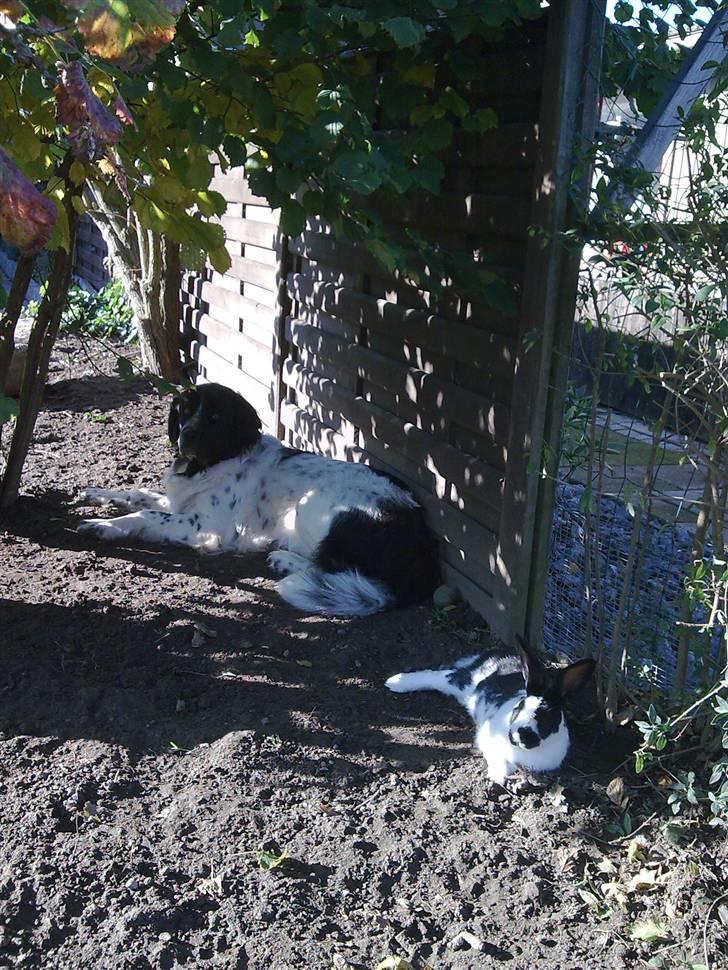 Blanding af racer Uba - Uba tar lige en slapper i skyggen sammen med kaninne ude i haven :o) billede 8