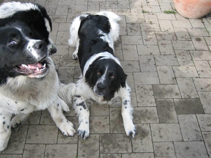 Blanding af racer Uba - Er jeg ikke bare sød mor ? Og se, slet ikke så pjattet som de 2 andre !! Hi hi billede 9