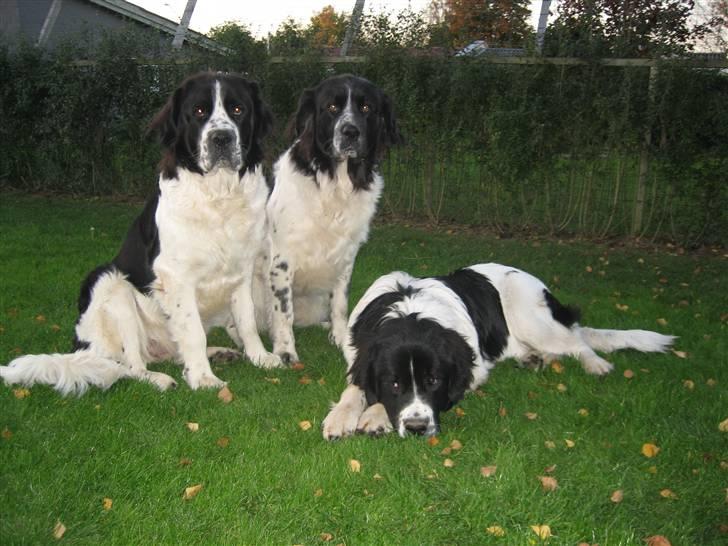 Blanding af racer Uba - Og så lige et af mine 3 bamser :o) billede 11