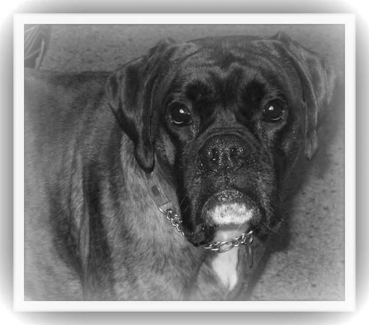 Boxer ~PAW VON REUSS~død*2004* - PAW billede 2