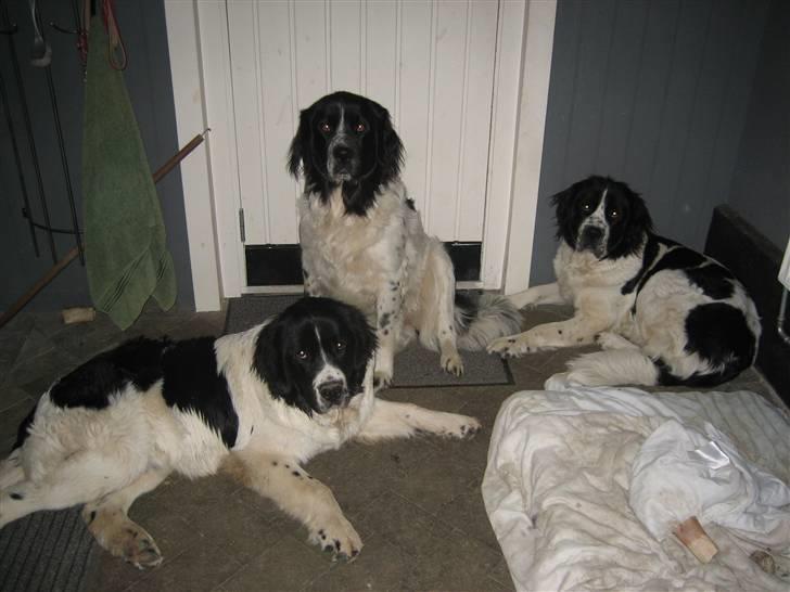 Blanding af racer Uba - " vi gider altså ikke mere af det kamerapjat nu !!!! æjhhh" billede 12