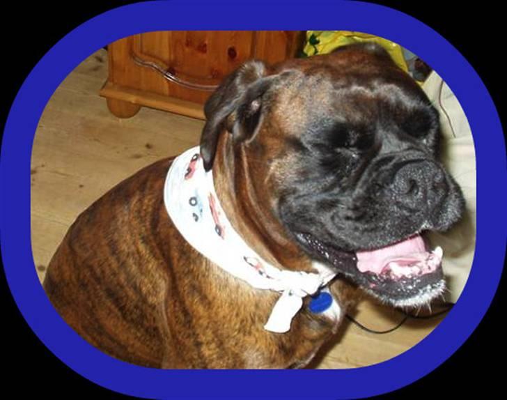 Boxer ~PAW VON REUSS~død*2004* - HA HA HA HA....... billede 3