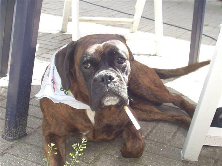 Boxer ~PAW VON REUSS~død*2004* - Æææ wazz up? billede 6