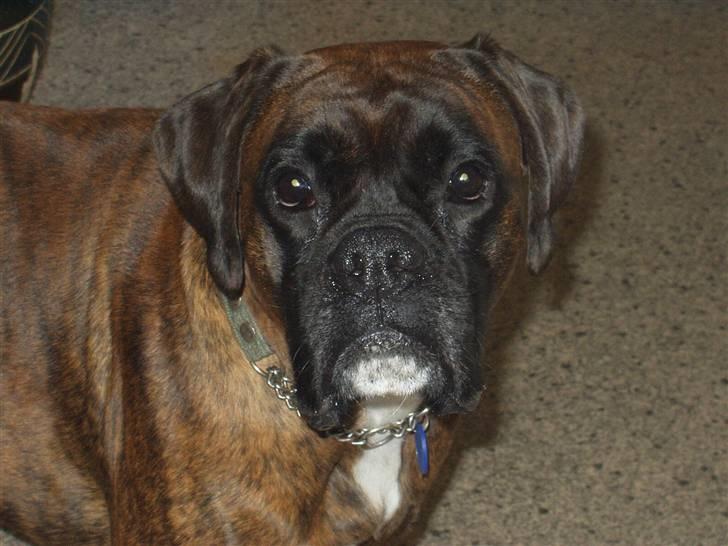 Boxer ~PAW VON REUSS~død*2004* - Jeg smiler da! billede 7