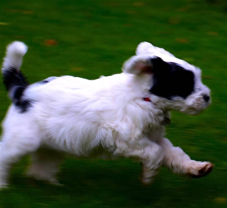 Tibetansk terrier Raahøj's Chhabi - Chhabi i Haven 20/10 2008 billede 15