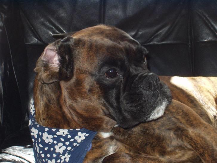 Boxer ~PAW VON REUSS~død*2004* - Sommer ører :o) billede 8
