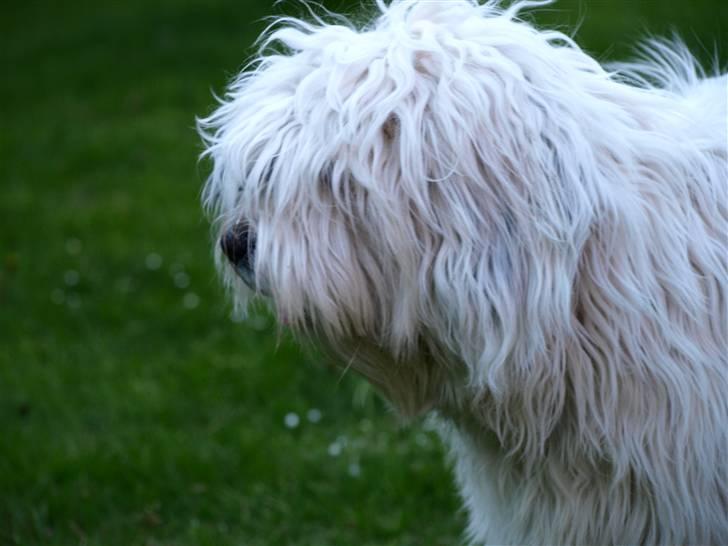 Tibetansk terrier Raahøj's Chhabi - Chhabi Maj 09 billede 16