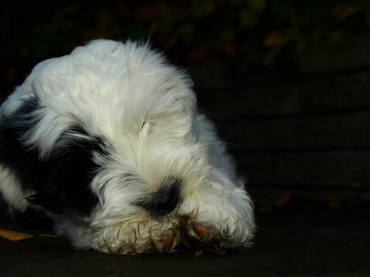 Tibetansk terrier Raahøj's Chhabi billede 17