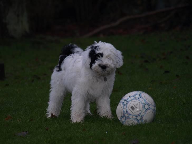 Tibetansk terrier Raahøj's Chhabi billede 18