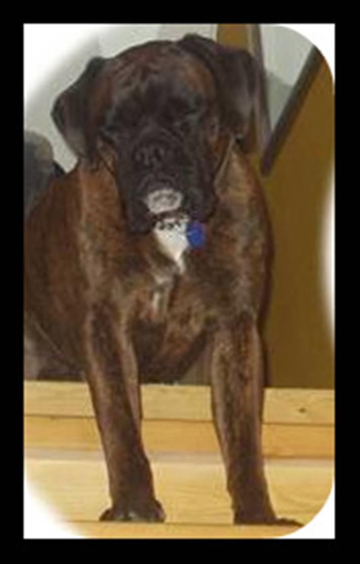 Boxer ~PAW VON REUSS~død*2004* - Powernapper lige. billede 9
