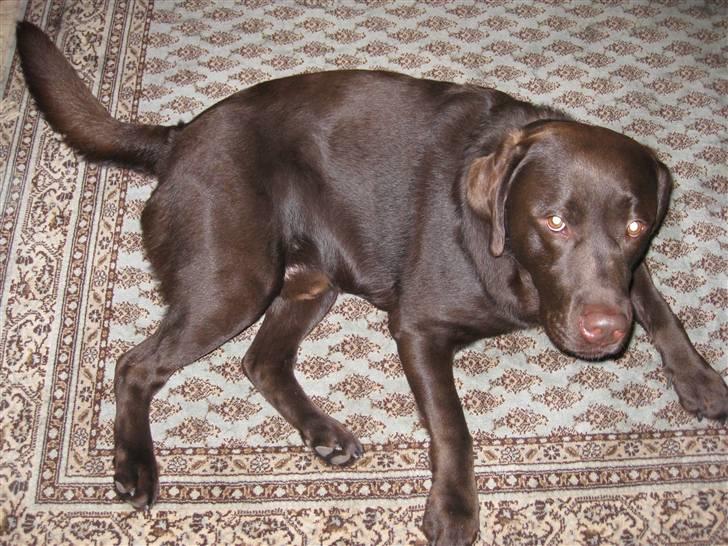 Labrador retriever Rudi (Viktorias)  - Den lille hund ligger på tæppet.. billede 7