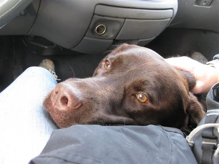 Labrador retriever Rudi (Viktorias)  billede 8