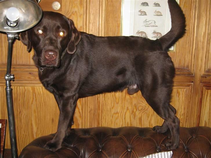 Labrador retriever Rudi (Viktorias)  billede 9