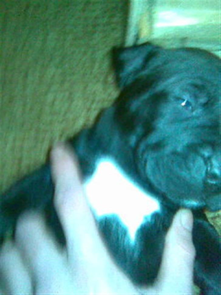 Blanding af racer amstaff/labradore   Kanzi - ja her er jeg så billede 2