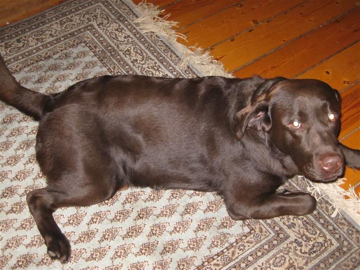 Labrador retriever Rudi (Viktorias)  billede 10
