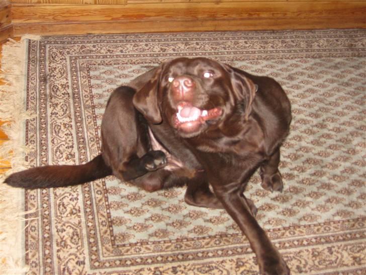 Labrador retriever Rudi (Viktorias)  - Det klør :D billede 11