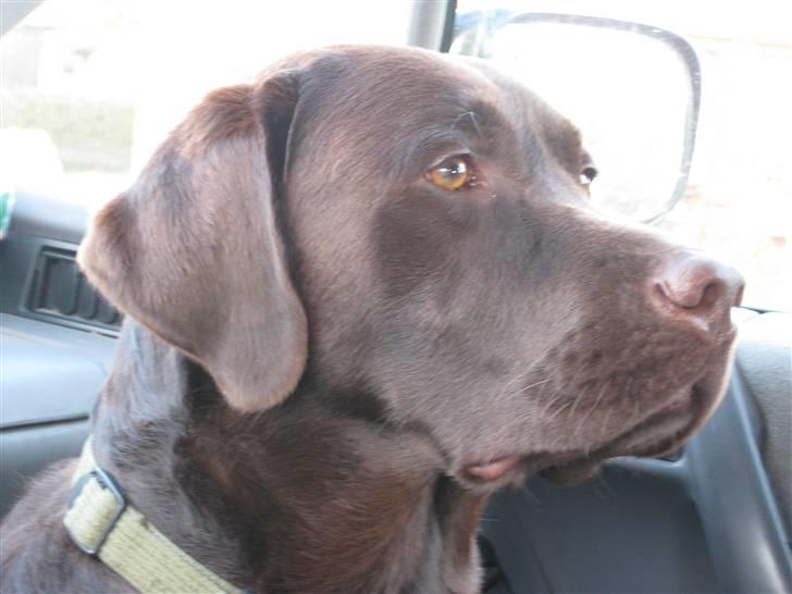 Labrador retriever Rudi (Viktorias)  billede 12