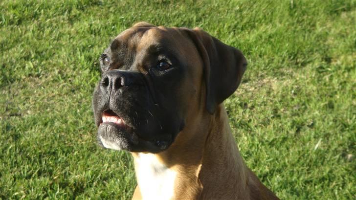 Boxer Otis von Ellinghaus - Otis i haven. 9 mdr. gammel.. billede 6