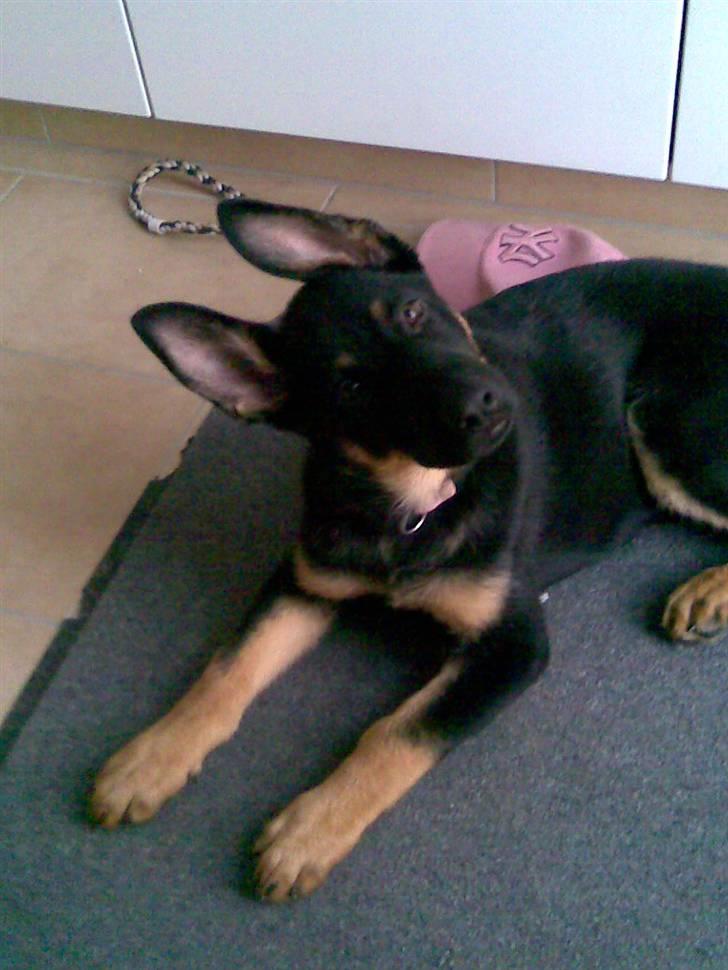 Schæferhund Cartagenas Fanny - fanny 12 uger :P billede 17