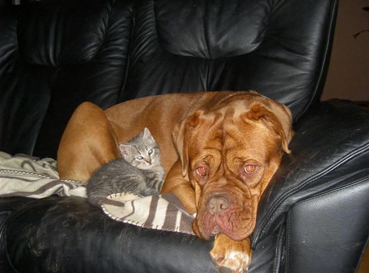 Dogue de bordeaux kaila  billede 15