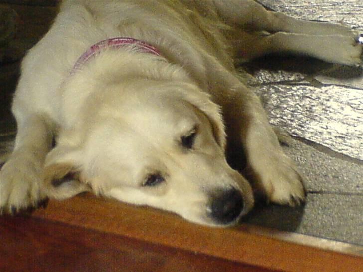 Golden retriever Bella - hun er sød når hun sover <3 billede 7