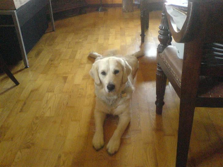 Golden retriever Bella - hih sådan kunne jeg ligge hele dagen:D billede 8