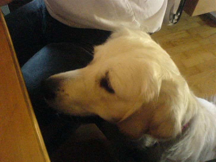 Golden retriever Bella - Jeg vil også kunne se hvad i ser på com!!! billede 9