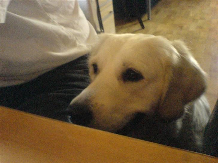 Golden retriever Bella - jeg kan ikke se det hele :/ billede 10