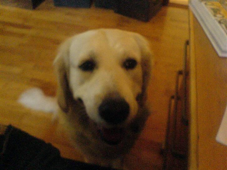 Golden retriever Bella - heej bella<33 billede 11