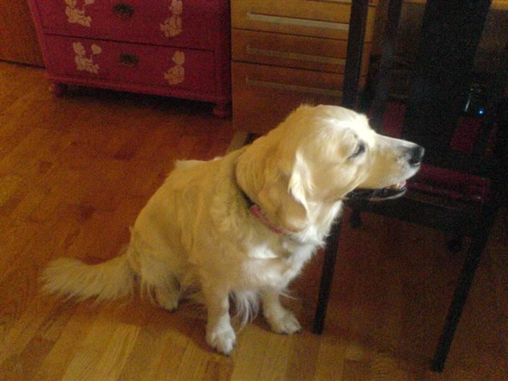 Golden retriever Bella - <3 billede 12
