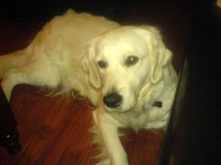 Golden retriever Bella - <3 billede 14