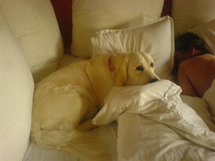 Golden retriever Bella - nu sover han endelig så kan jeg lie putte miig op her, uden at blive opdaget :D billede 15
