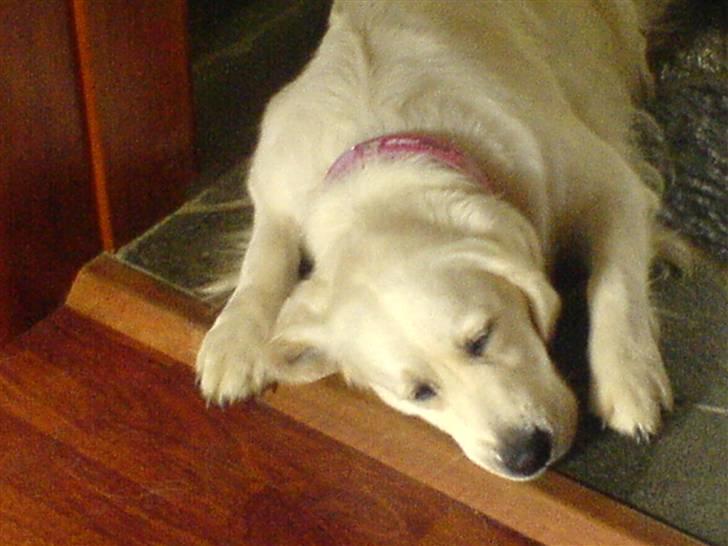 Golden retriever Bella - så sover vi igen<3 billede 16