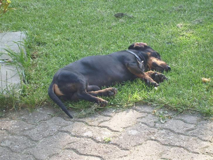 Gravhund Haurdals Frans billede 9