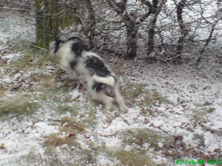 Tibetansk terrier basil - (hvalp) hurra min første sne billede 15