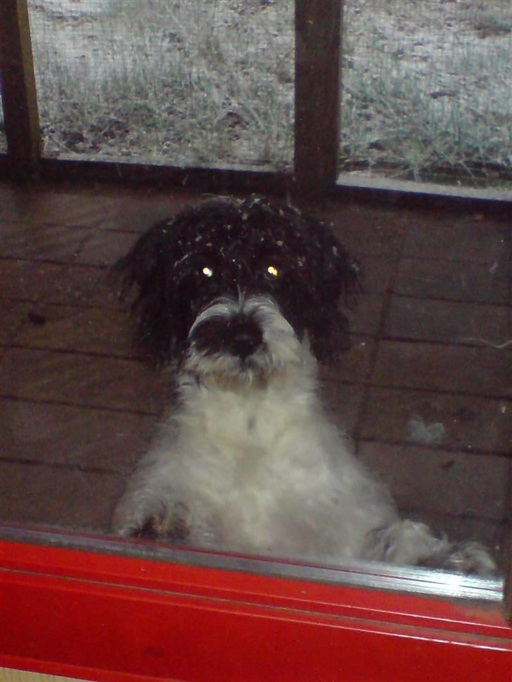 Tibetansk terrier basil - kuk kuk jeg er her billede 16