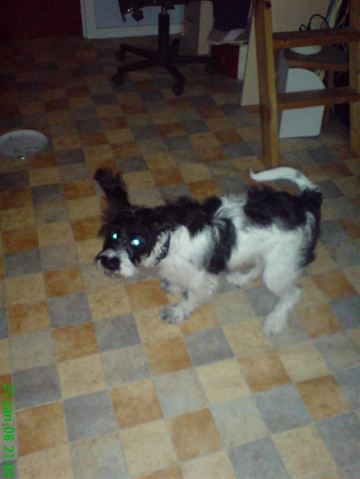 Tibetansk terrier basil - pas på her kommer jeg billede 17